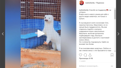 Photo of Instagram: обзор функций и возможностей